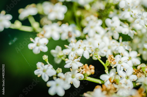 White flowers of the plant Sanbucus nigra 