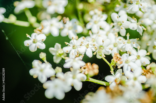 White flowers of the plant Sanbucus nigra 