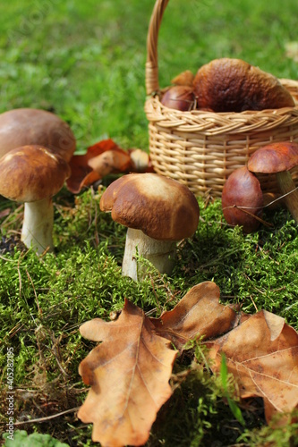Picking mushrooms in forest in autumn . Perfect weather for outdoor activities
