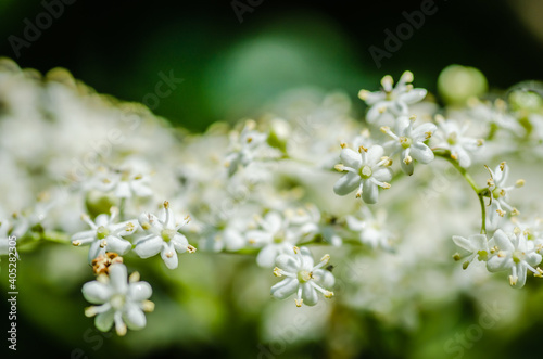 White flowers of the plant Sanbucus nigra 
