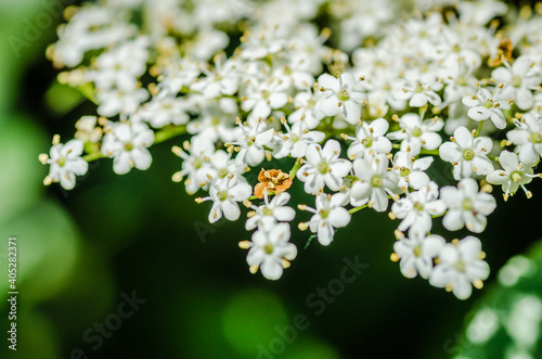 White flowers of the plant Sanbucus nigra 