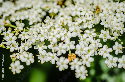 White flowers of the plant Sanbucus nigra 