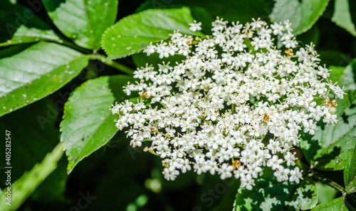 White flowers of the plant Sanbucus nigra 