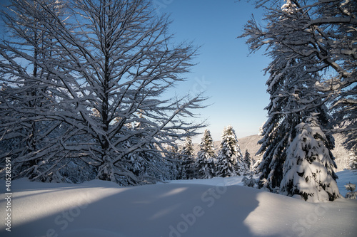 Beautiful winter scenery in a snowy forest on a sunny day of january 2021, Carpathian Mountains