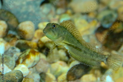 El blenio de agua dulce (Salaria fluviatilis) es una especie de pez de la familia Blenniidae. Ejemplar fotografiado en un acuario procedente de la cuenca del río Guadiana, España.