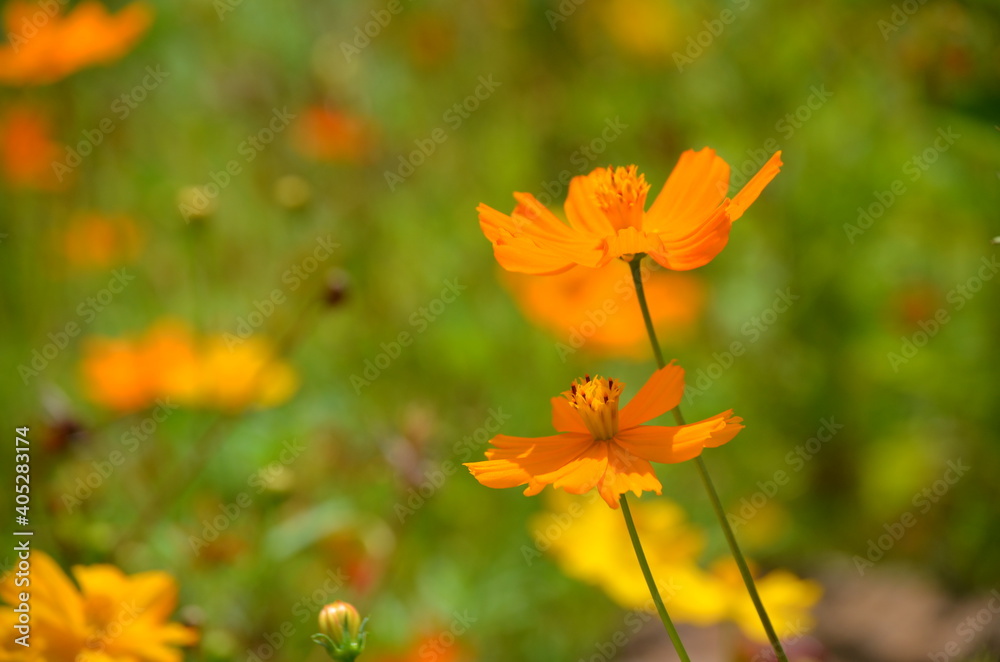 Orange flowers in a field Orange flowers in a field