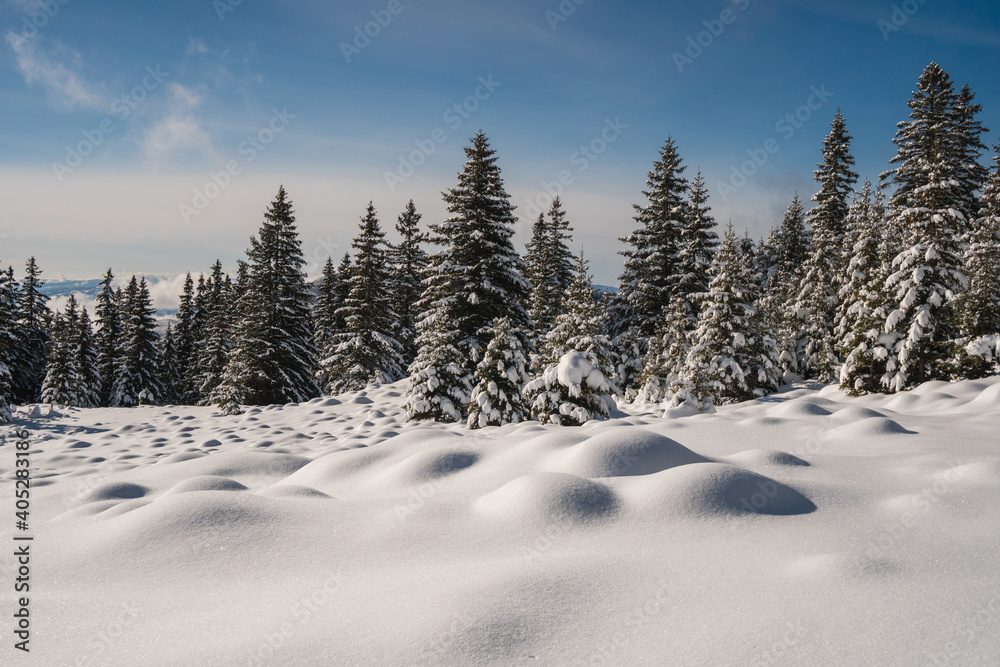 Beautiful winter scenery in a snowy forest on a sunny day of january 2021, Carpathian Mountains Beautiful winter scenery in a snowy forest on a sunny day of january 2021, Carpathian Mountains