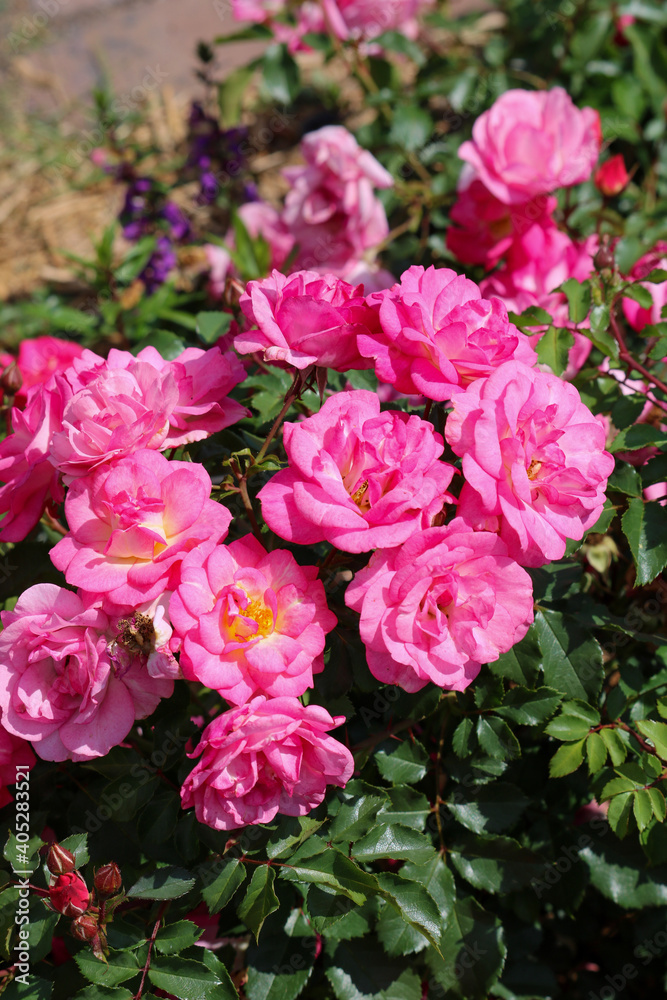 bunch of roses bunch of roses