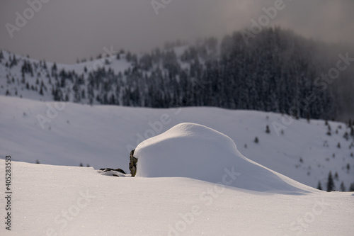 Beautiful winter scenery in a snowy forest on a sunny day of january 2021, Carpathian Mountains © icephotography