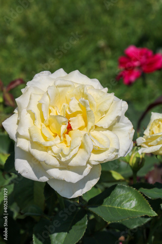 white and yellow rose