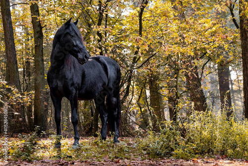 Black horse standing in a fall forest environment 