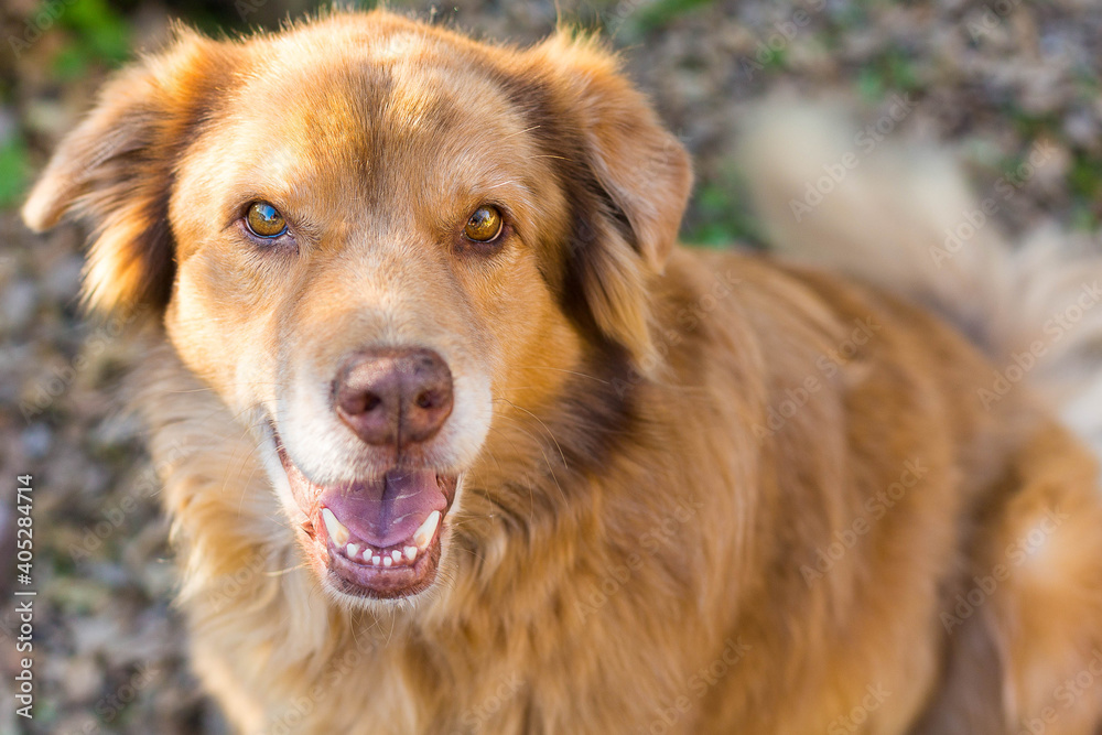 Golden Retriever dog smiling at camera Golden Retriever dog smiling at camera