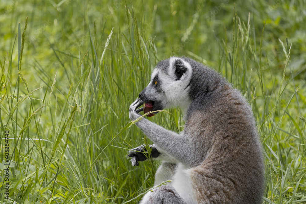 Fototapeta premium Lemur catta sits in a tall grass and eats a red beets.The lemurs appeared on Earth about 58 million years ago.(Lemur catta)
