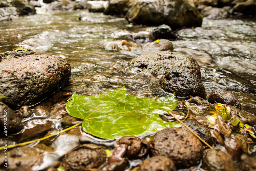 Obraz premium Leaf on a river with rocks 