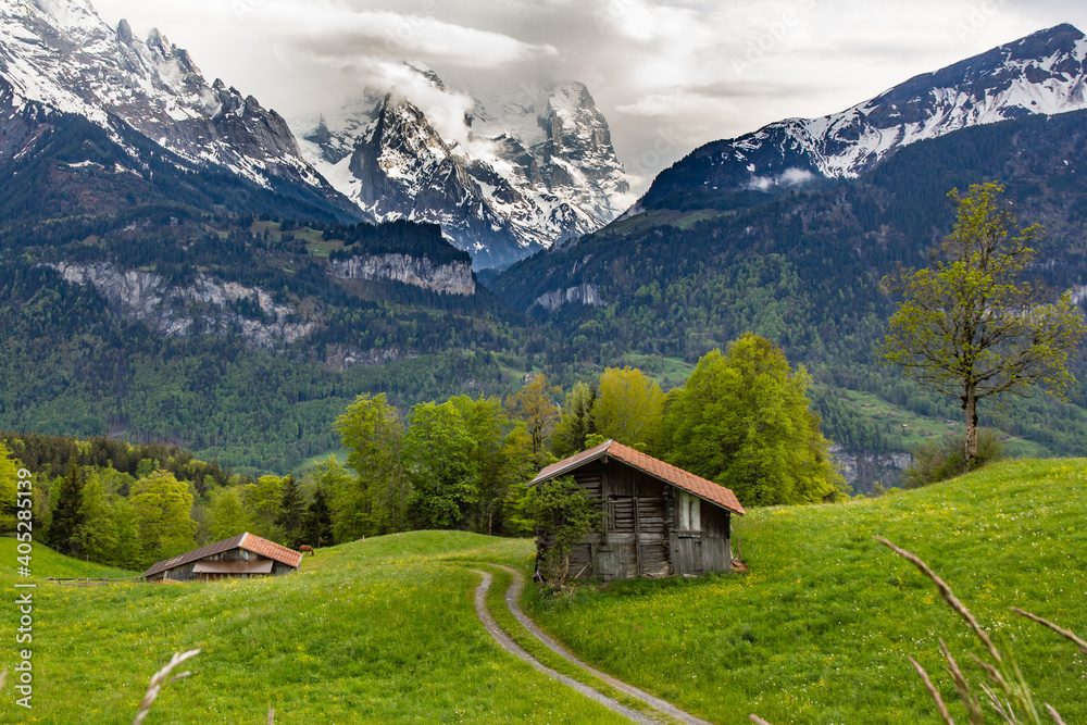 Swiss Alps topped with snow and a farmer's hut in a lush meadow