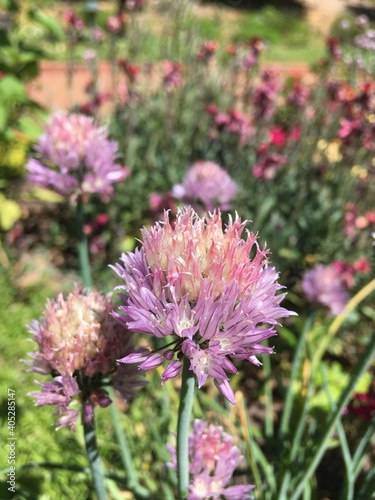 flowers in a garden