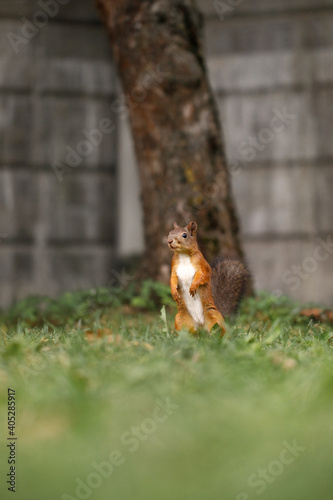 red squirrel with white breasts stands on its hind legs on a green lawn in the park, against the background of a tree trunk