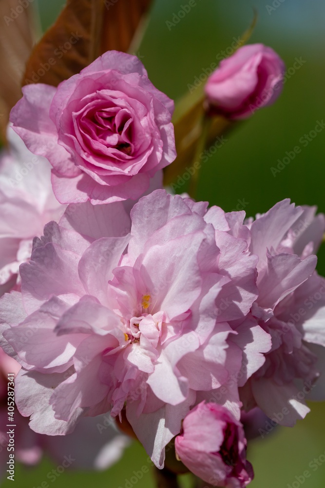 Terry pink flowers of magnificent decorative Sakura (lat.Prunus serrulata), background for a postcard