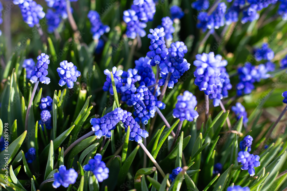 Blue Grape Hyacinth. First Spring Flowers Muscari in spring garden. Blue Grape Hyacinth. First Spring Flowers Muscari in spring garden.