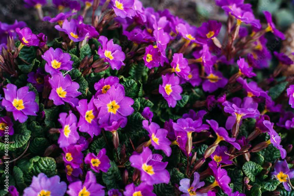 Spring Purple Flowers Perennial primrose or primula in the spring garden. Primroses in spring. Spring Purple Flowers Perennial primrose or primula in the spring garden. Primroses in spring.