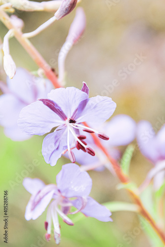 Sweet violet cosmos flowers with blurred background in cosmos field, copyspace useful for spring background