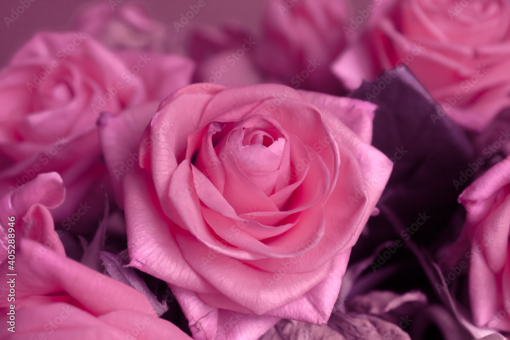 Beautiful summer flowers as background. Blossoming delicate roses on blooming flowers festive background, pastel and soft bouquet floral card. Beautiful summer flowers as background. Blossoming delicate roses on blooming flowers festive background, pastel and soft bouquet floral card.
