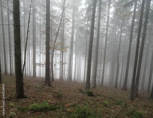 forest in fog © Tereza