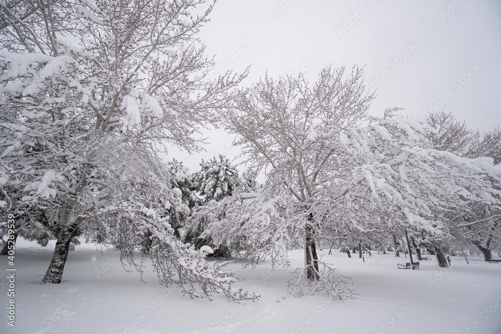 Madrid's park full of snow, pines and different types of trees Madrid's park full of snow, pines and different types of trees