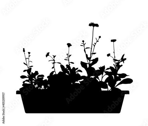 pot marigold (Calendula officinalis) in planter silhouette isolated on white background