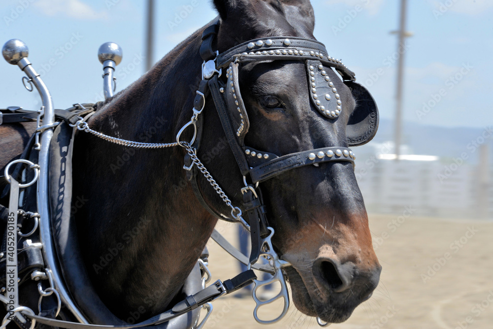 Mule in bridle and tack for pulling a wagon. Mule in bridle and tack for pulling a wagon.