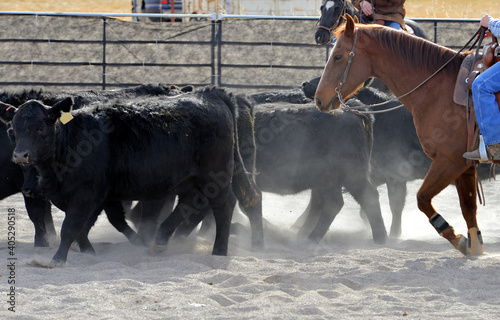 Cutting horse walks along with steers while herding them to a new location.