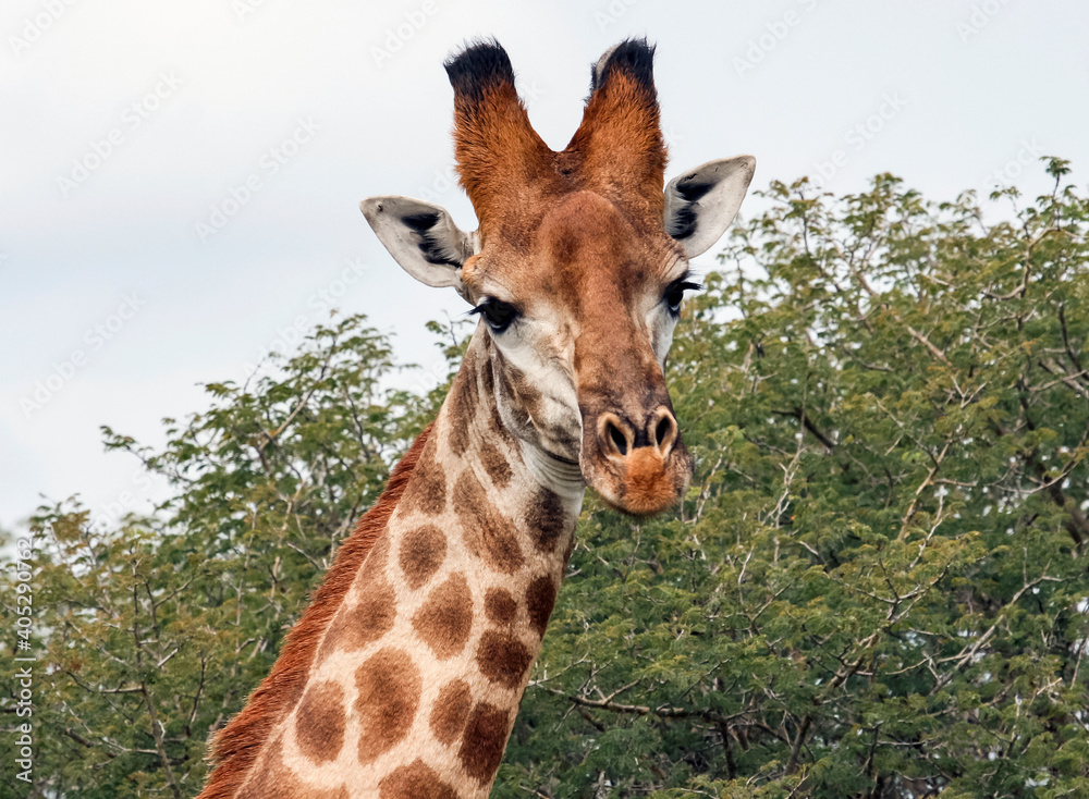 Fototapeta premium Portrait of an African giraffe on a background of tall acacia bushes
