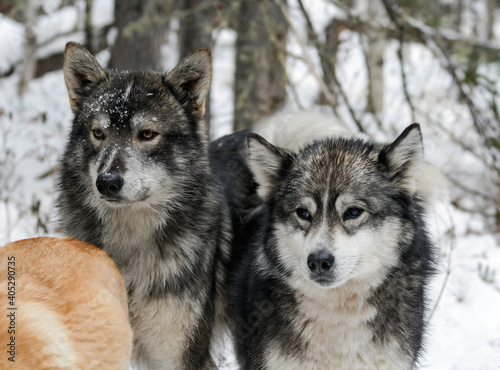 Native Siberian hunting dogs or East Siberian huskies in the snowy forest. © okyela