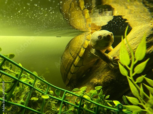 razorback musk turtle photo