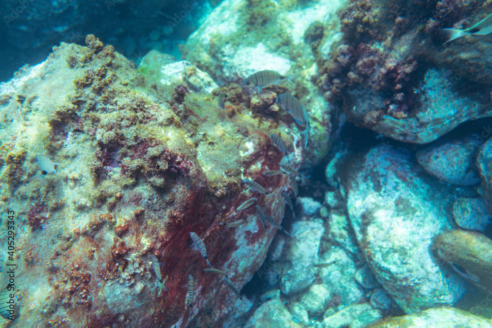 Underwater photo near the coast of flora and fauna on rocky seabed