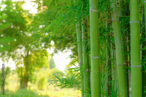 bamboo forest background with bamboo shoot at foreground and blurred  green leaves of bamboo background.