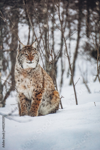 Ein Luchs sitzt in einer winterlichen Landschaft. Gefährdete Wildtiere in Europa. Rotluchs auf Nahrungssuche im Winter