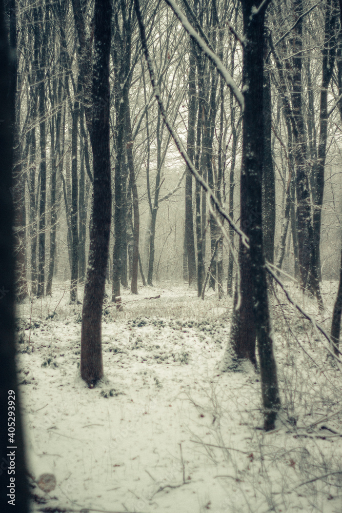 Fototapeta premium forest in winter