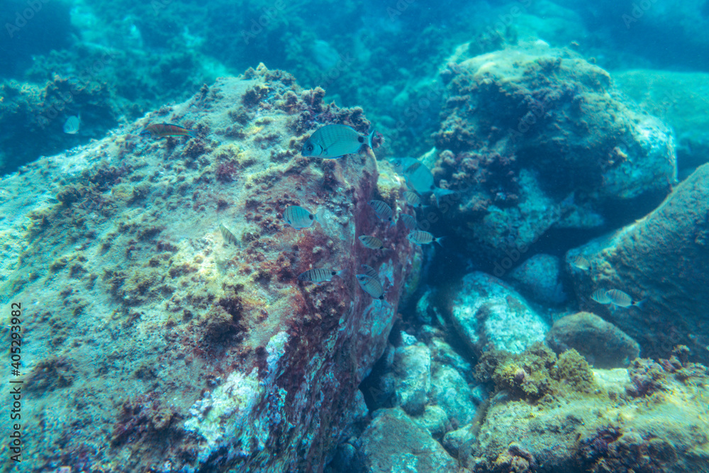Fototapeta premium Underwater photo near the coast of flora and fauna on rocky seabed