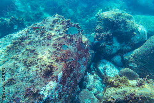 Underwater photo near the coast of flora and fauna on rocky seabed