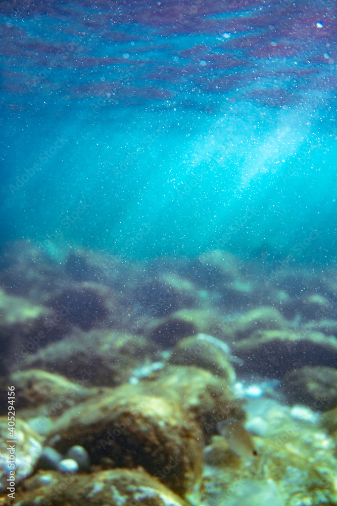 Underwater photo near the coast of flora and fauna on rocky seabed Underwater photo near the coast of flora and fauna on rocky seabed