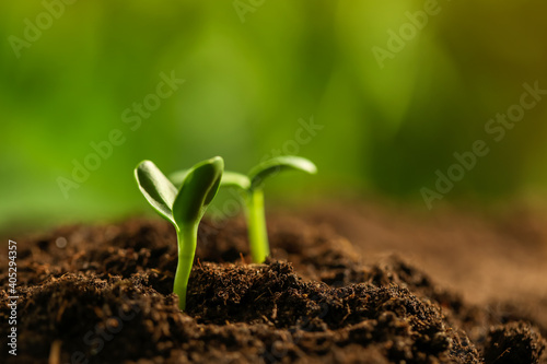 Little green seedlings growing in soil, closeup photo