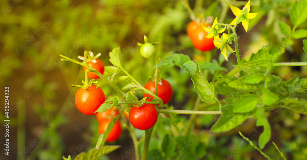 Beautiful ripe tomatoes on bush in garden