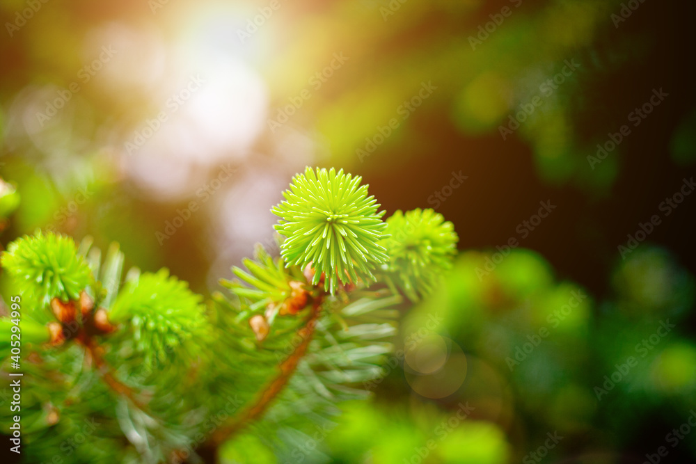 Pine tree branches selective focus with sunlight, merry christmas background concept Pine tree branches selective focus with sunlight, merry christmas background concept