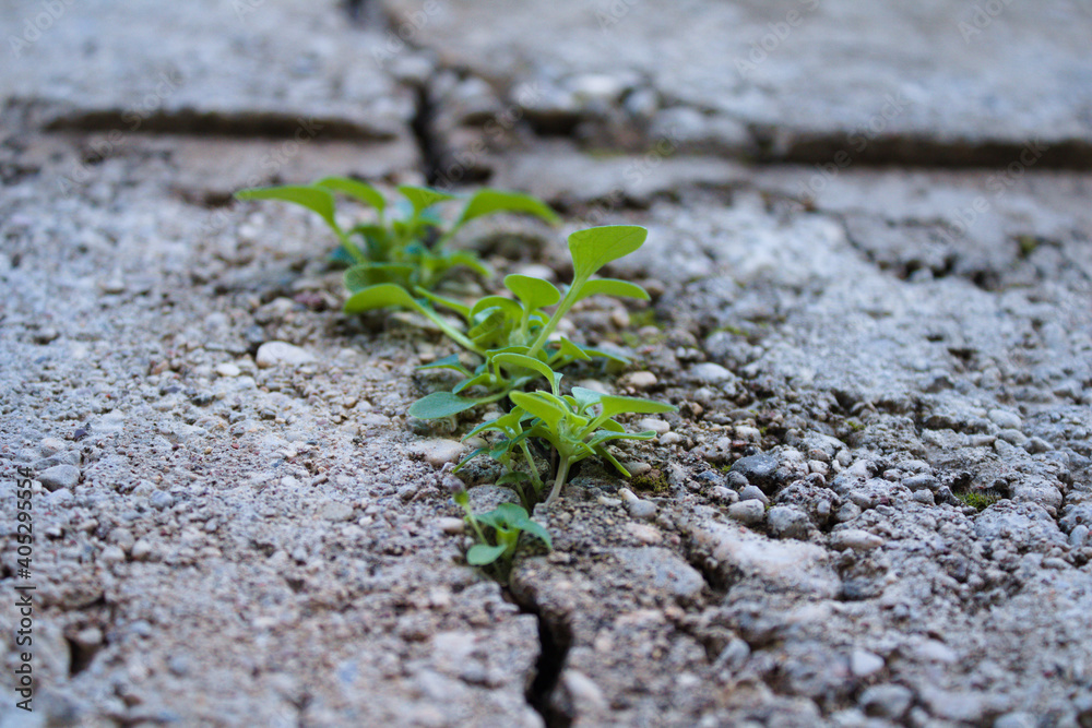 The plant emerging from the crack of the concrete wall. Concept photo about finding the way of life. The plant emerging from the crack of the concrete wall. Concept photo about finding the way of life.