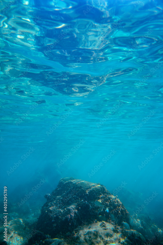 Underwater photo near the coast of flora and fauna on rocky seabed Underwater photo near the coast of flora and fauna on rocky seabed