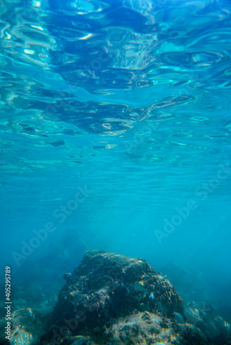 Underwater photo near the coast of flora and fauna on rocky seabed