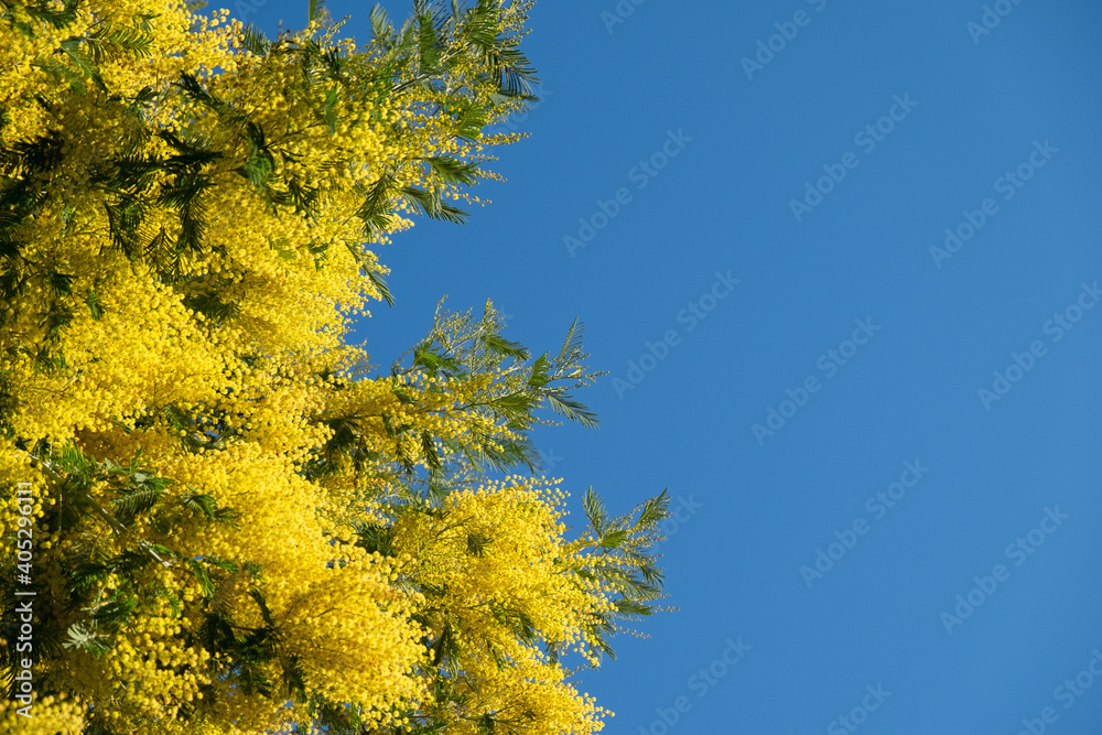 Blooming acacia dealbata mimosa tree against blue cloudless sky on sunny clear day. Place for your text, copy space, side view. Horizontal. Spring season concept For greeting card, social media Blooming acacia dealbata mimosa tree against blue cloudless sky on sunny clear day. Place for your text, copy space, side view. Horizontal. Spring season concept For greeting card, social media