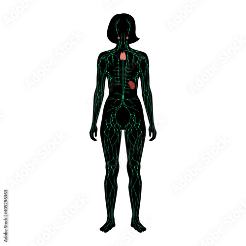 Lymphatic System Concept