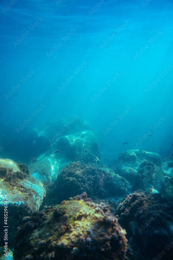 Fototapeta premium Underwater photo near the coast of flora and fauna on rocky seabed